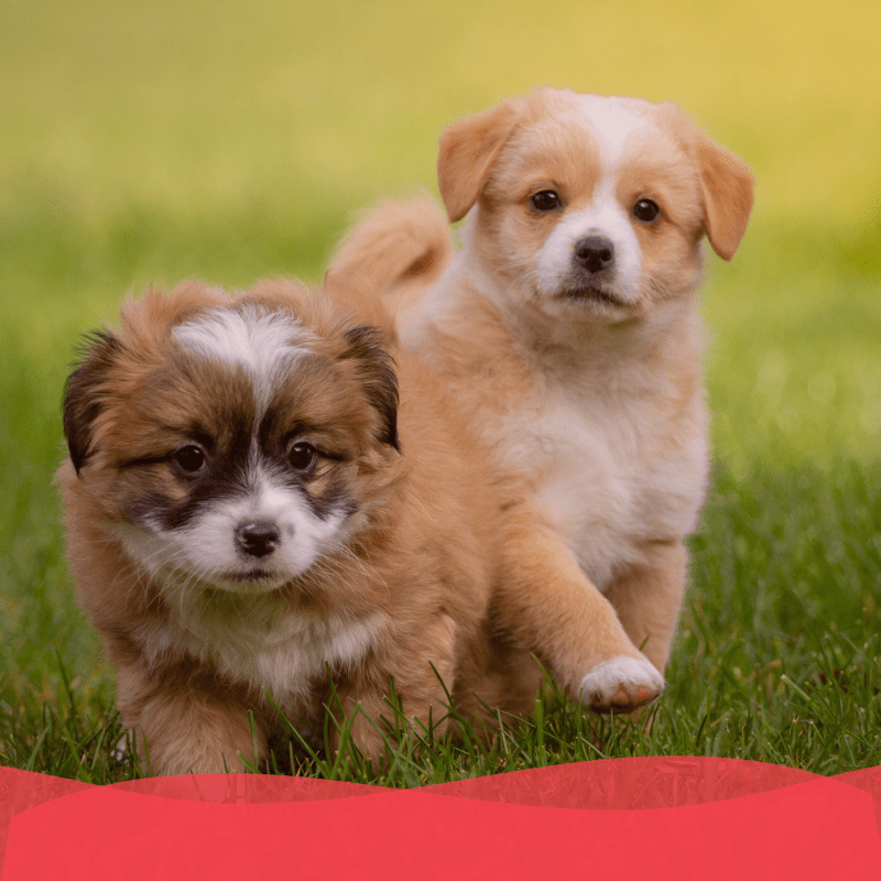 Banner Plan oro perros cachorros animal services