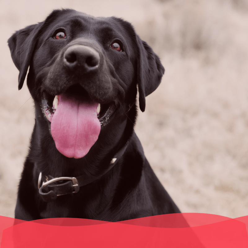 Banner Plan diamante perro adulto - Animal services
