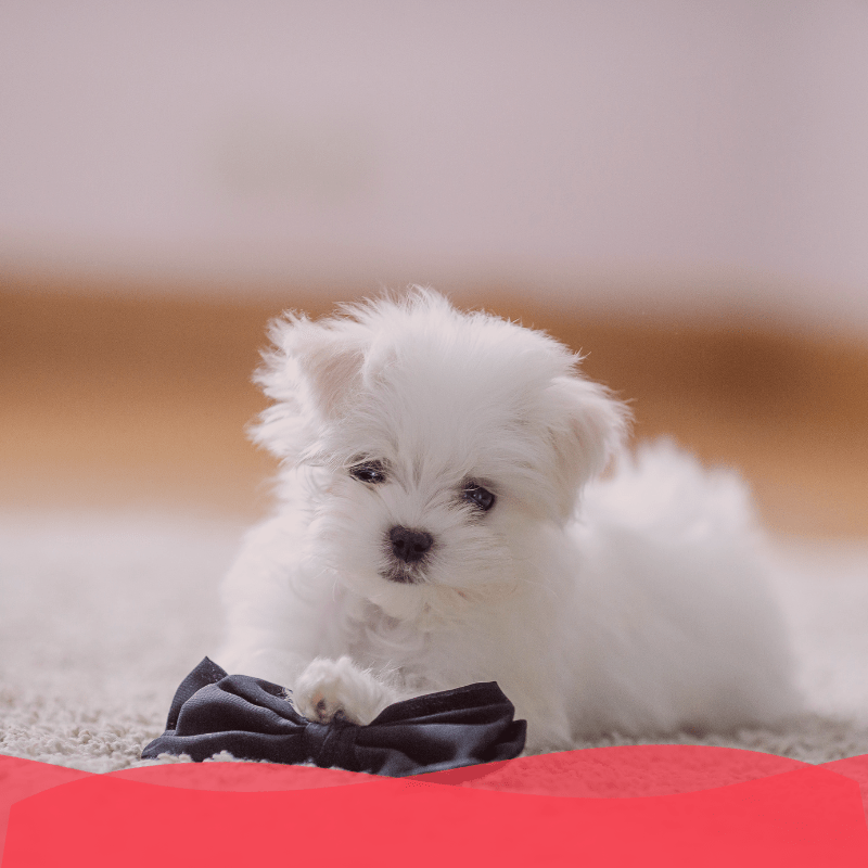 Banner Plan diamante perro cachorro - Animal services