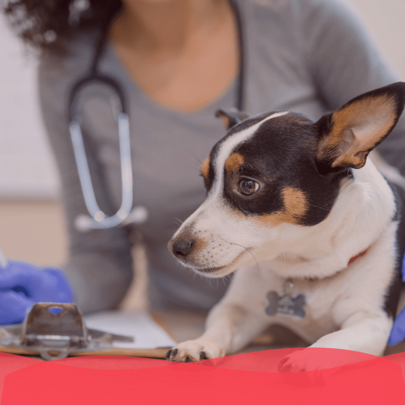 Laboratorios y equipo diagnóstico - Animal services