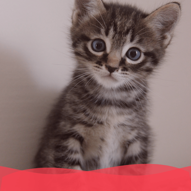 Banner Plan diamante gatito - Animal services