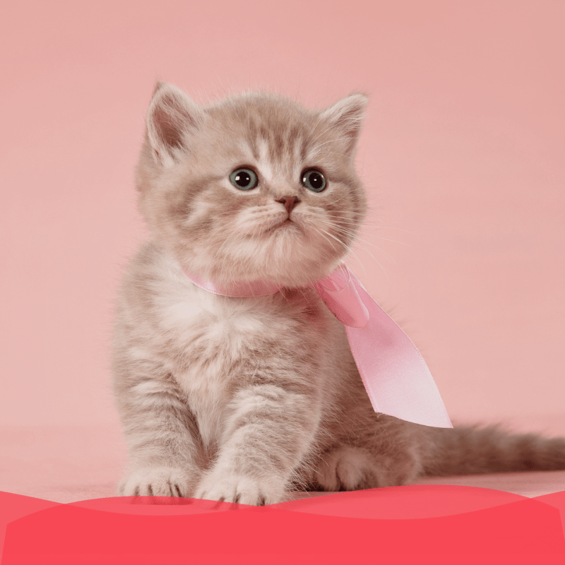 Banner Plan oro gatito - Animal services