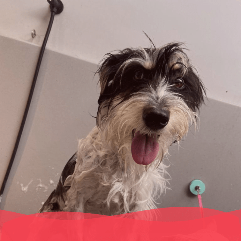 Servicios veterinarios - animal services