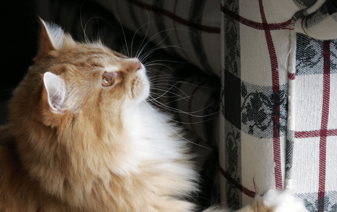 escubre las razones por las que tu gato araña el sofá y aprende estrategias efectivas de refuerzo positivo para reorientar esta conducta hacia el rascador.