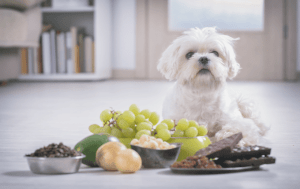 Guía sobre la comida humana peligrosa para los perros. Identifica qué ingredientes tóxicos pueden poner en riesgo la salud y vida de tu mascota.
